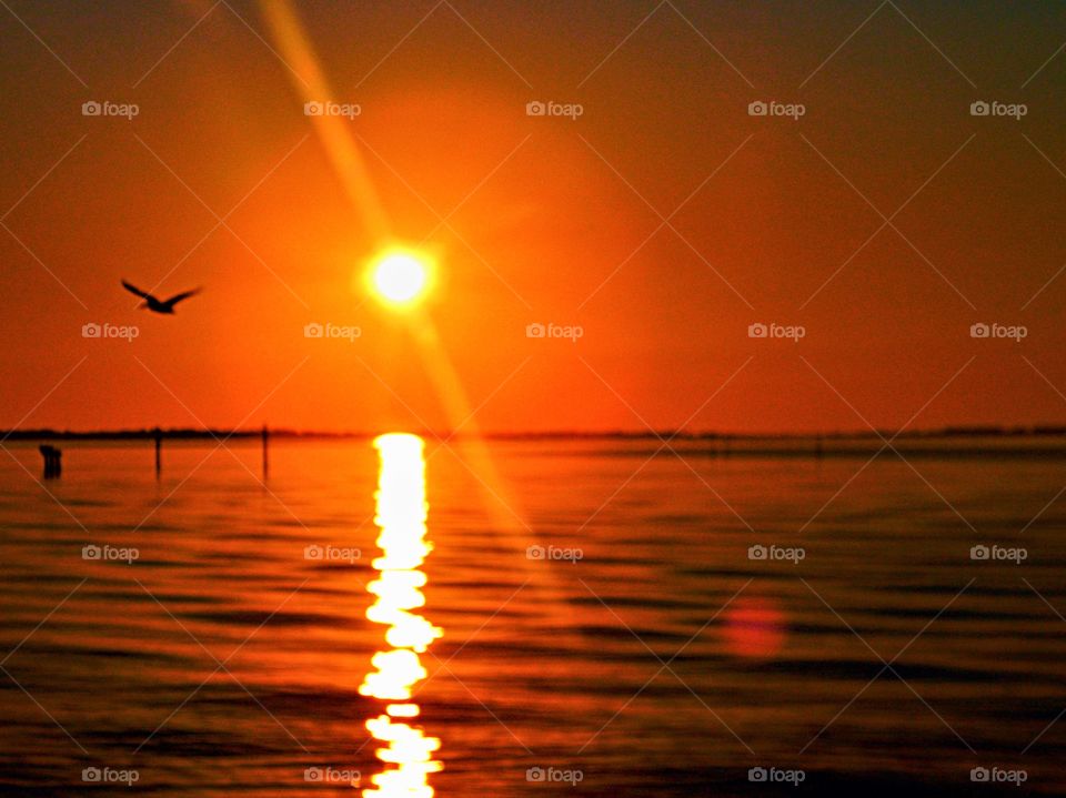 Sun rays and a bird silhouette