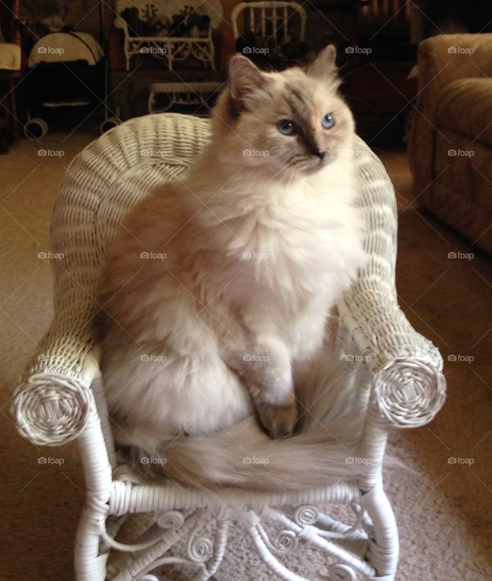 Ragdoll cat in chair