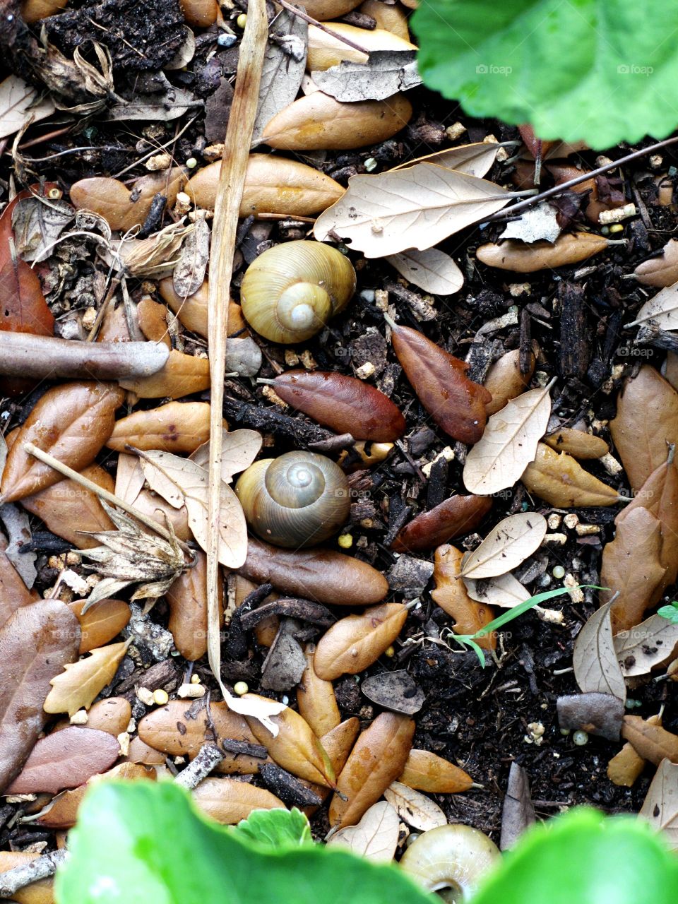 Florida Ground Snails. Florida Ground Snails