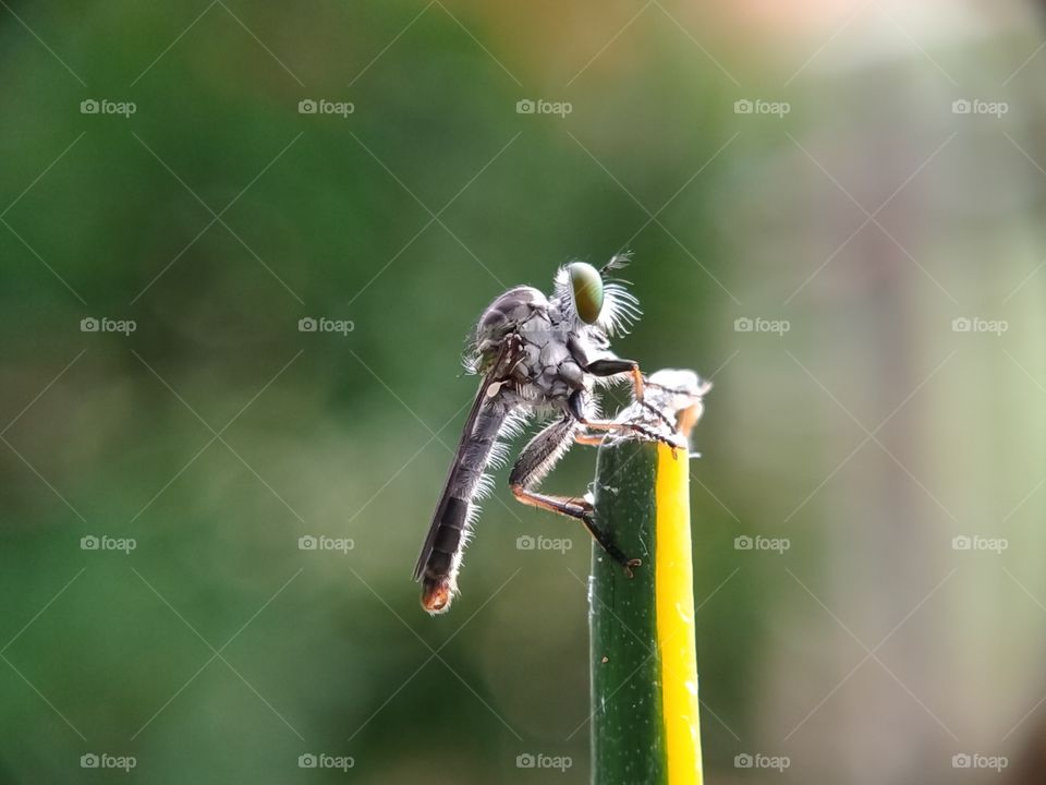 A robberfly is perched on a flower stem.