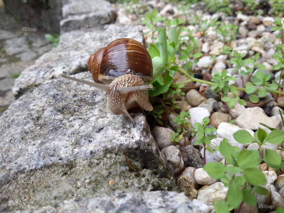 Snail on the stone