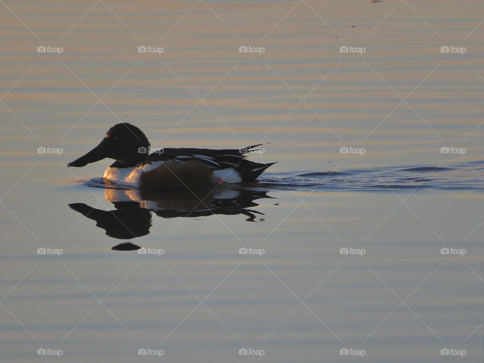 Northern Shoveler Duck