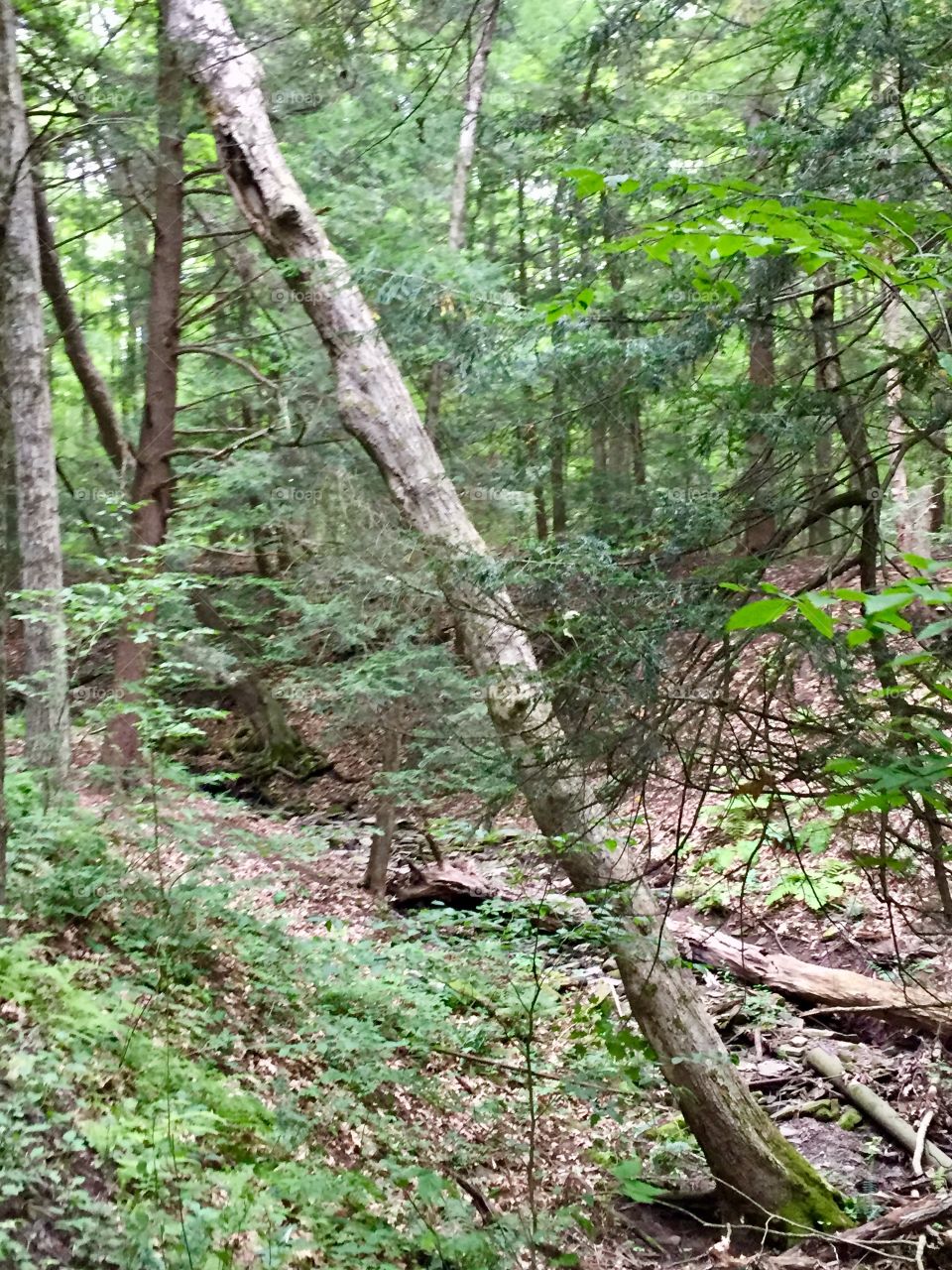 Forest in Pennsylvania 