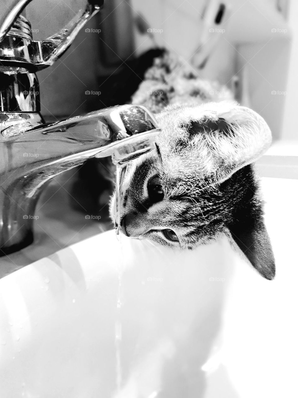 cat drinking at the tap - lovely moments - pets forever in our hearts