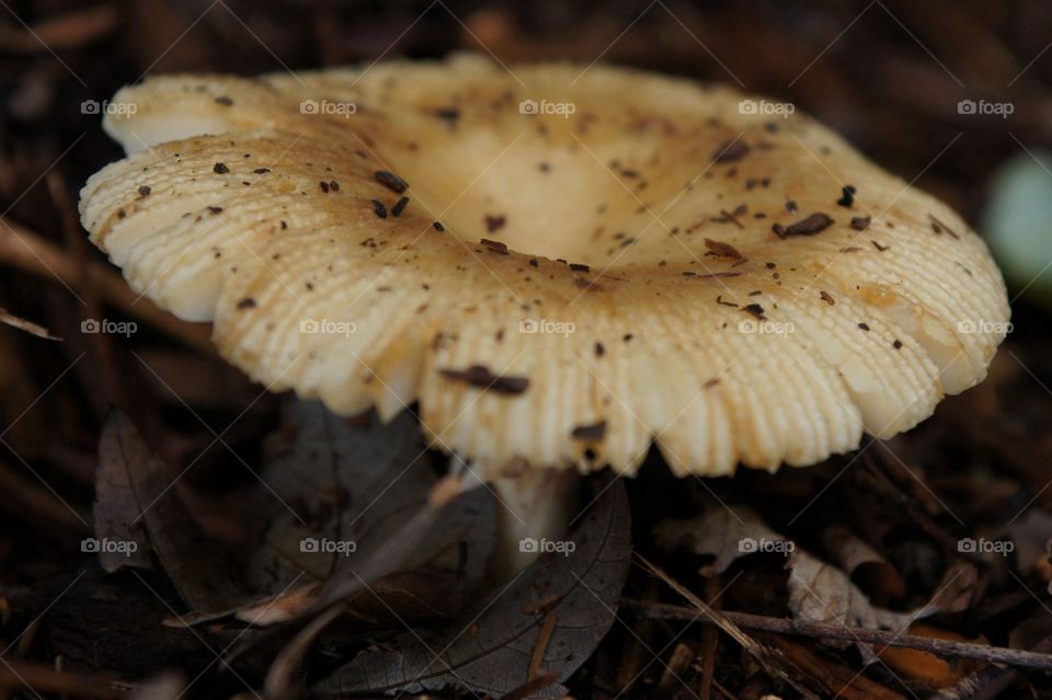 Mushroom