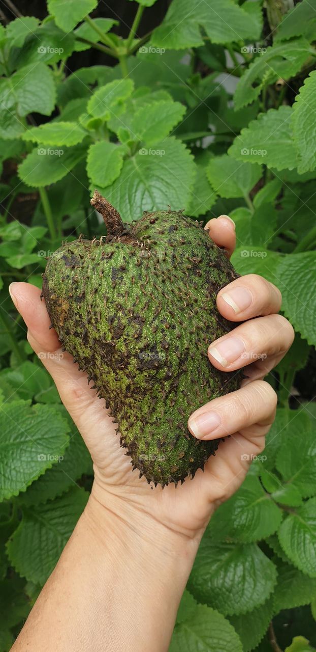 soursop, divine and exquisite fruit, green and with a sweet and creamy flavor