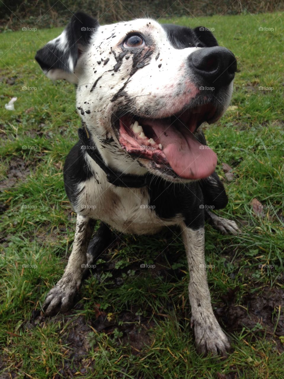 Muddy pup 