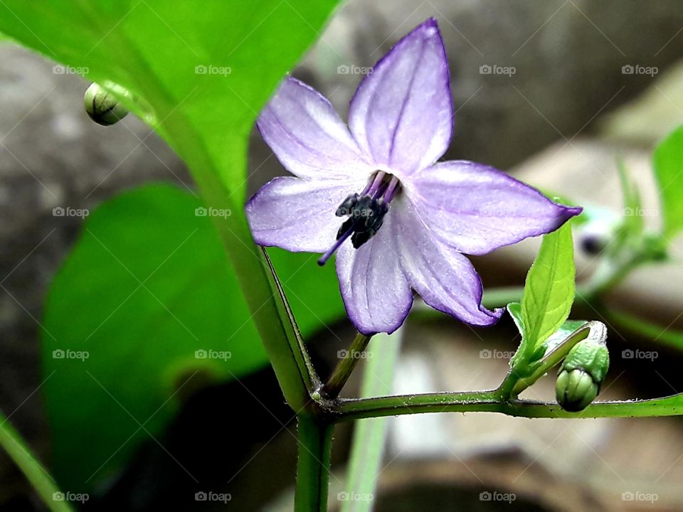 Blooming chilly flower with leafs and branch