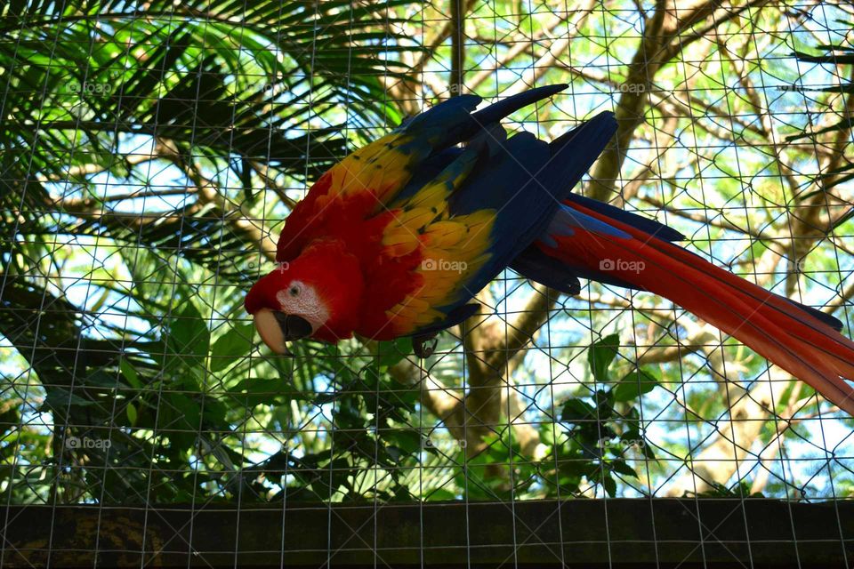silly macaw