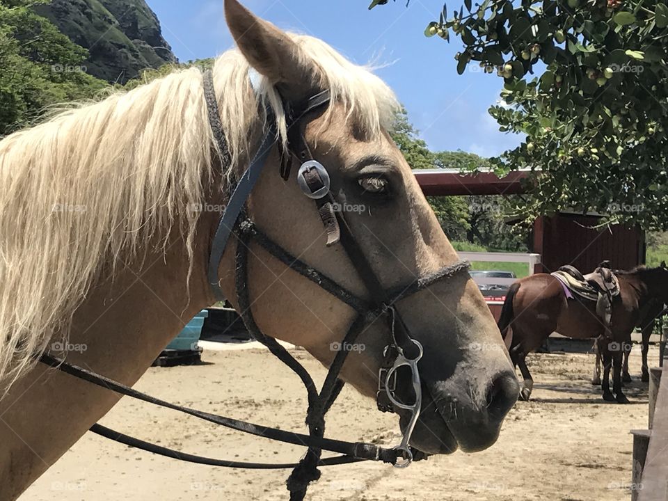 majestic horses 