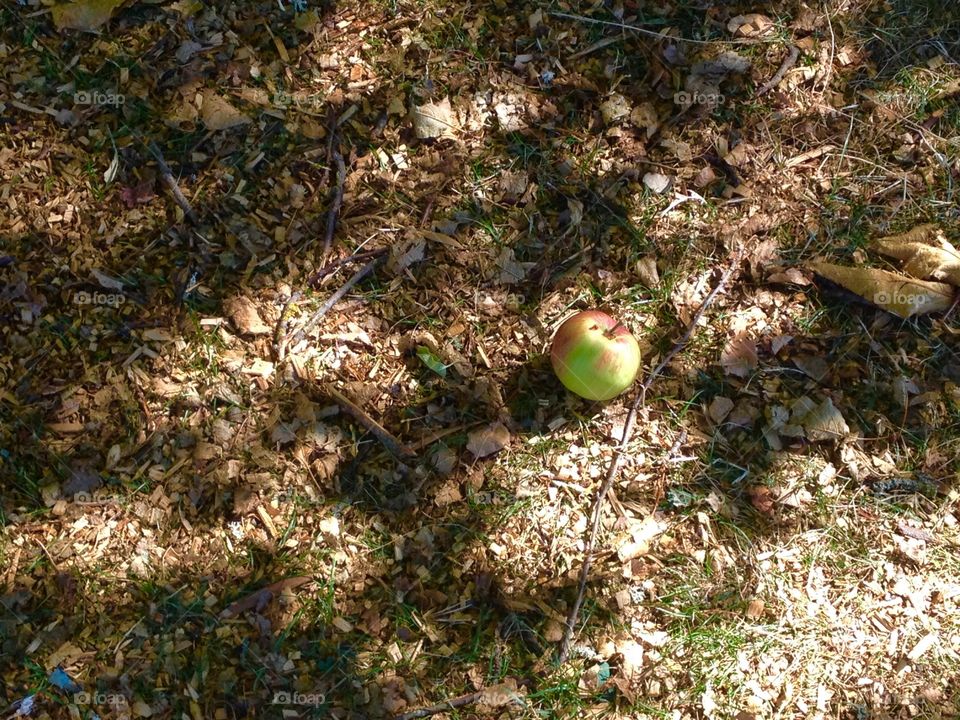 Malo malo malo . An apple on the ground