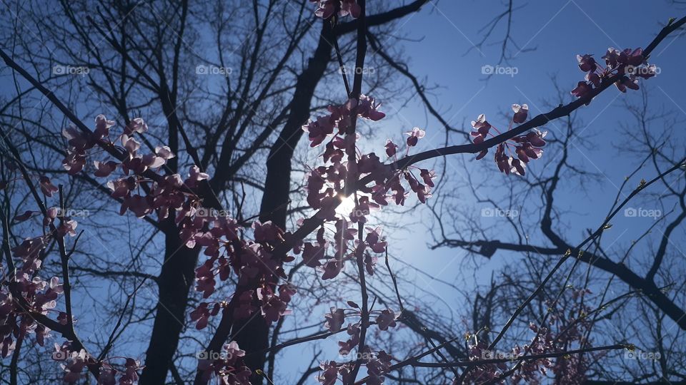 Redbud Contrasting