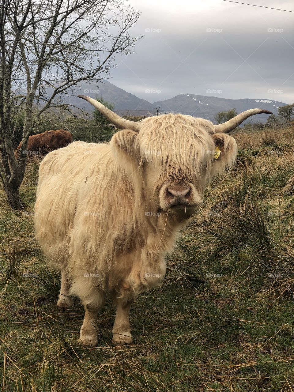 A curious highland cow