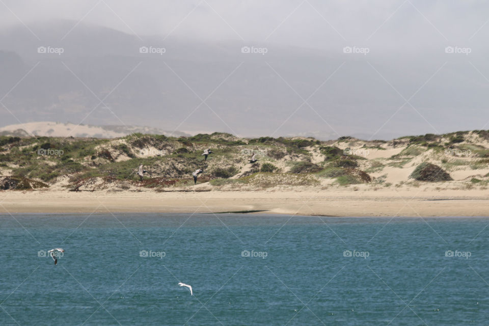 Pelicans in the bay