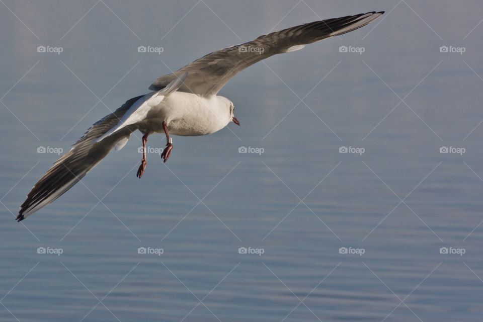 Close-up of a flying bird