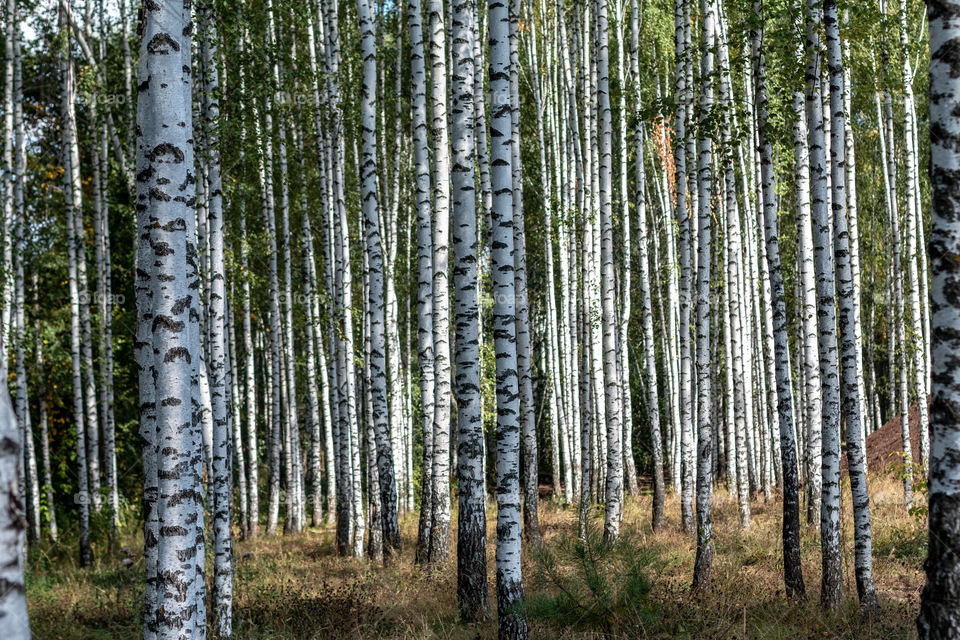 Summer forest pattern 