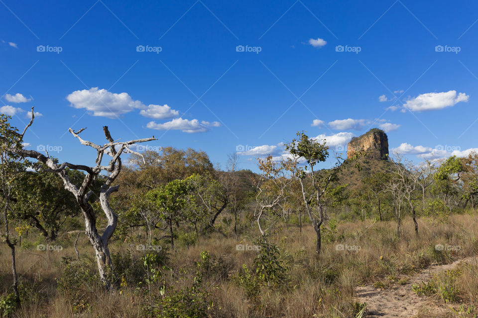 Nature of Brazil - Brazilian Cerrado - Chapada das Mesas.