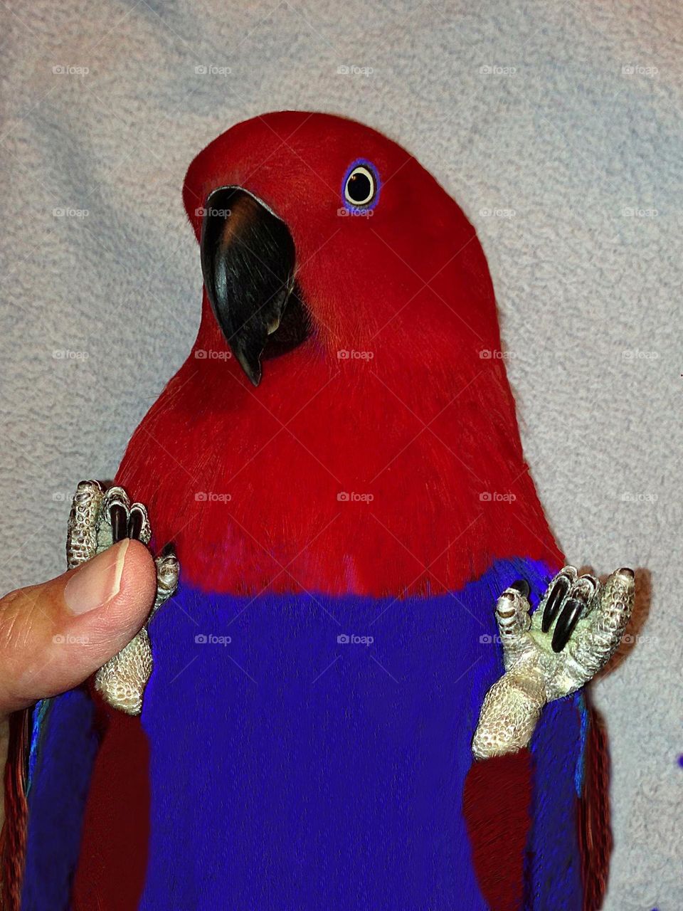 Total trust- Parrot and woman holding hands.