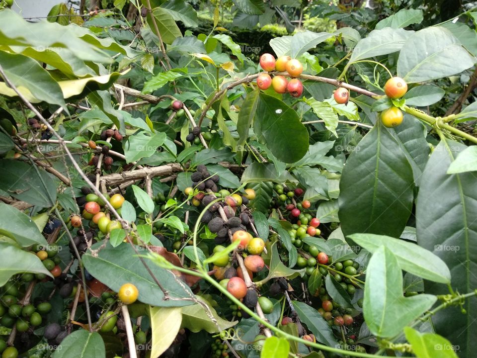 Coffee Tree In My Yard