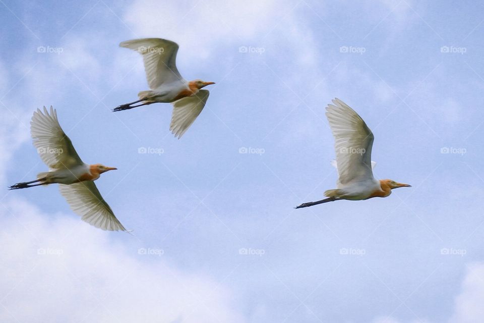 a group of herons (Ardeidae)