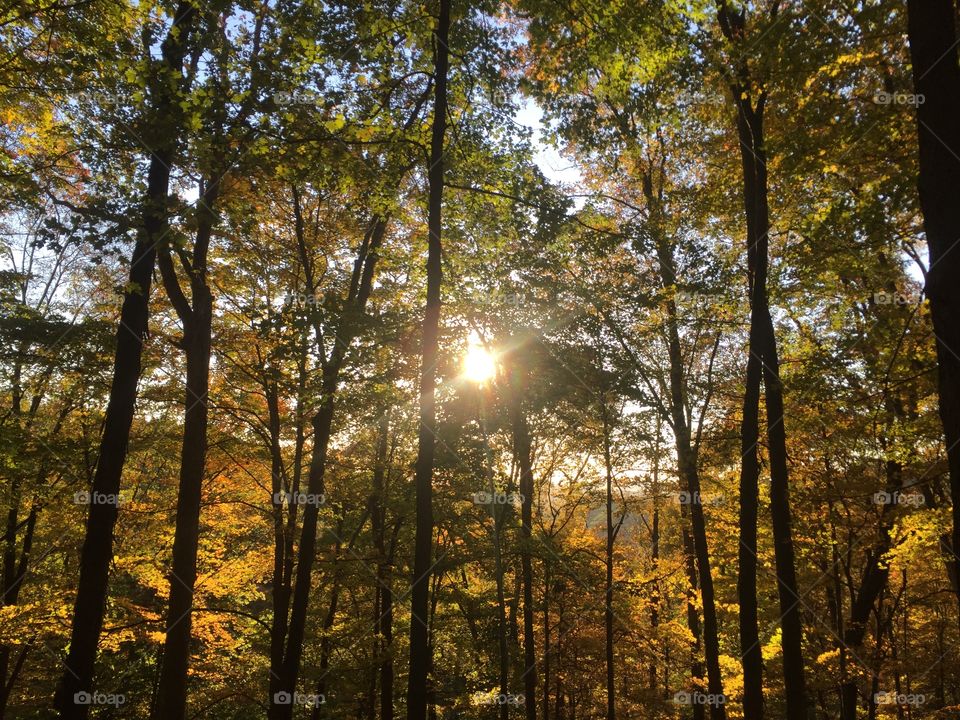 Sunlight through the trees, Brown County State Park, Indiana