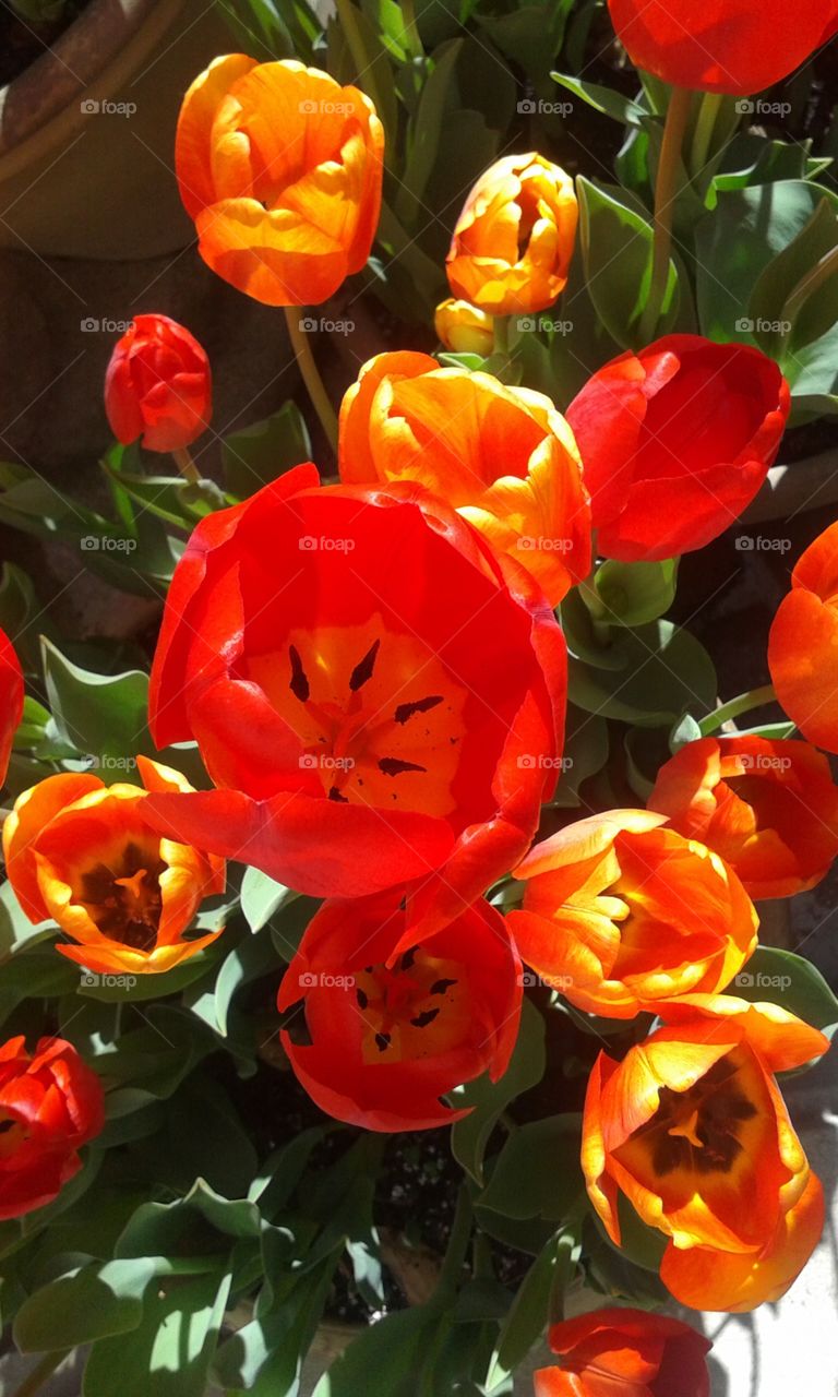 inner tulip, deep red