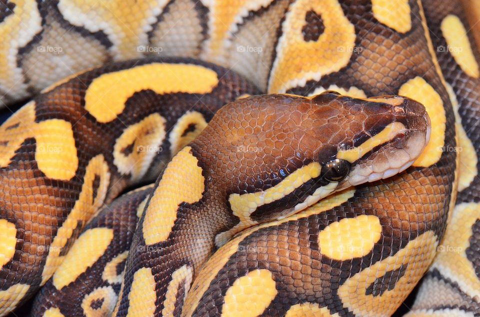Ball python