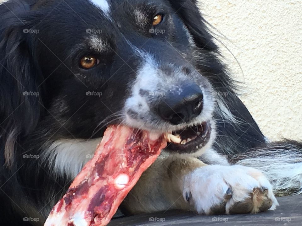 Border collie sheepdog chewing on raw beef bone