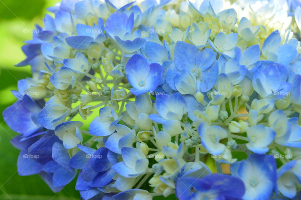 Close-up Of hydrangeas flowers