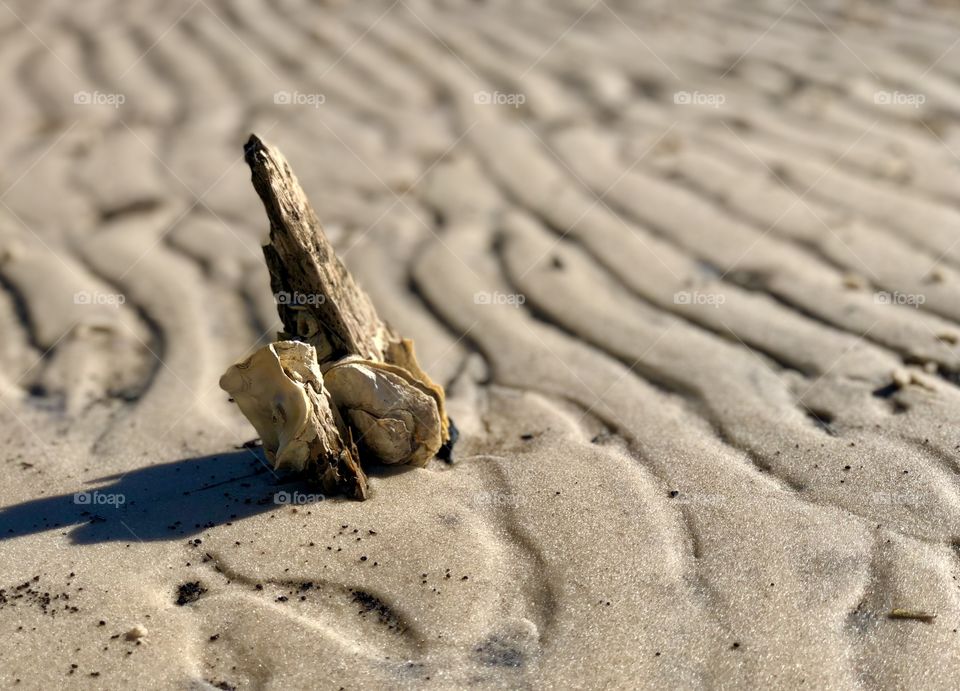 Closeup of driftwood with barnacles half buried in wet sand