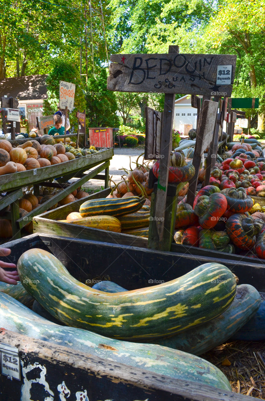 Squash display at a local pumpkin patch in the fall