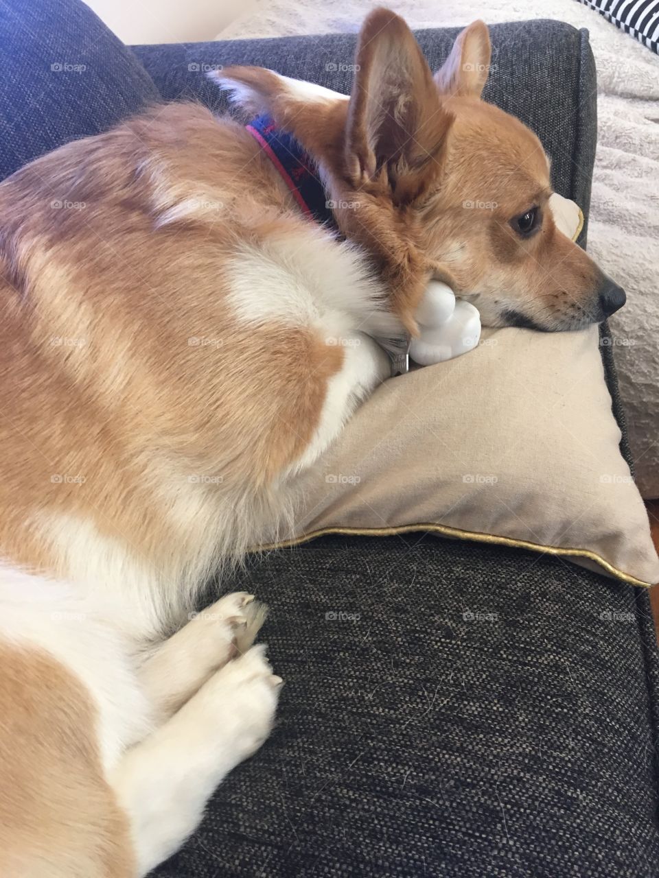 Corgi pillow feetsies dog puppy cute with toy