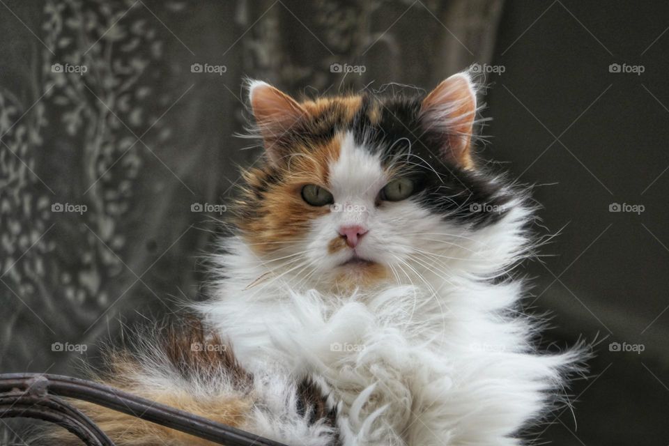 Pretty cat on a balcony (1)