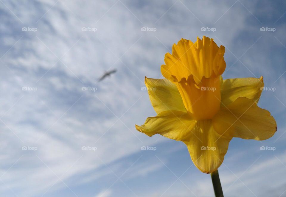Spring 💛💙 Peaceful sky💛💙 The Bird of Happiness💛💙 Narcissus flower💛💙