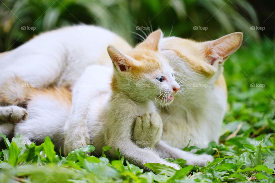 mom cat hugging her kid