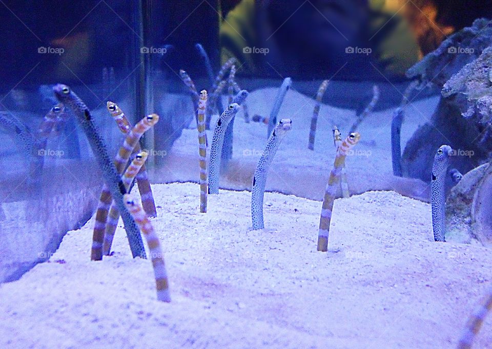 An aquarium with weird fish.