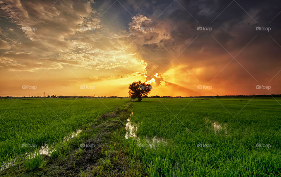 The Green Field. Sunset rays over the paddy field