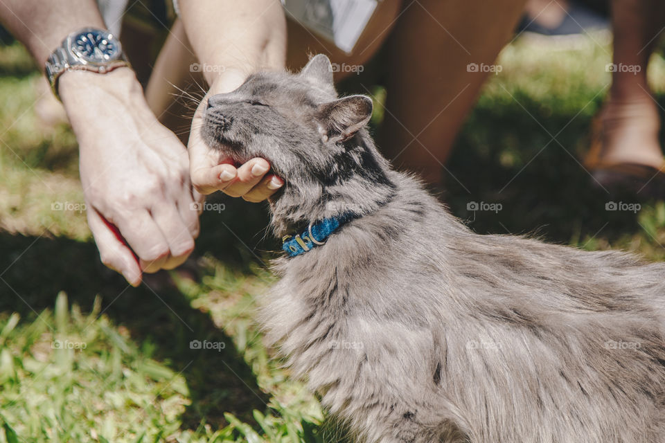 Fluffy cat 