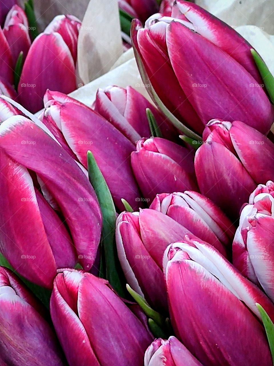 bouquet of pink tulips