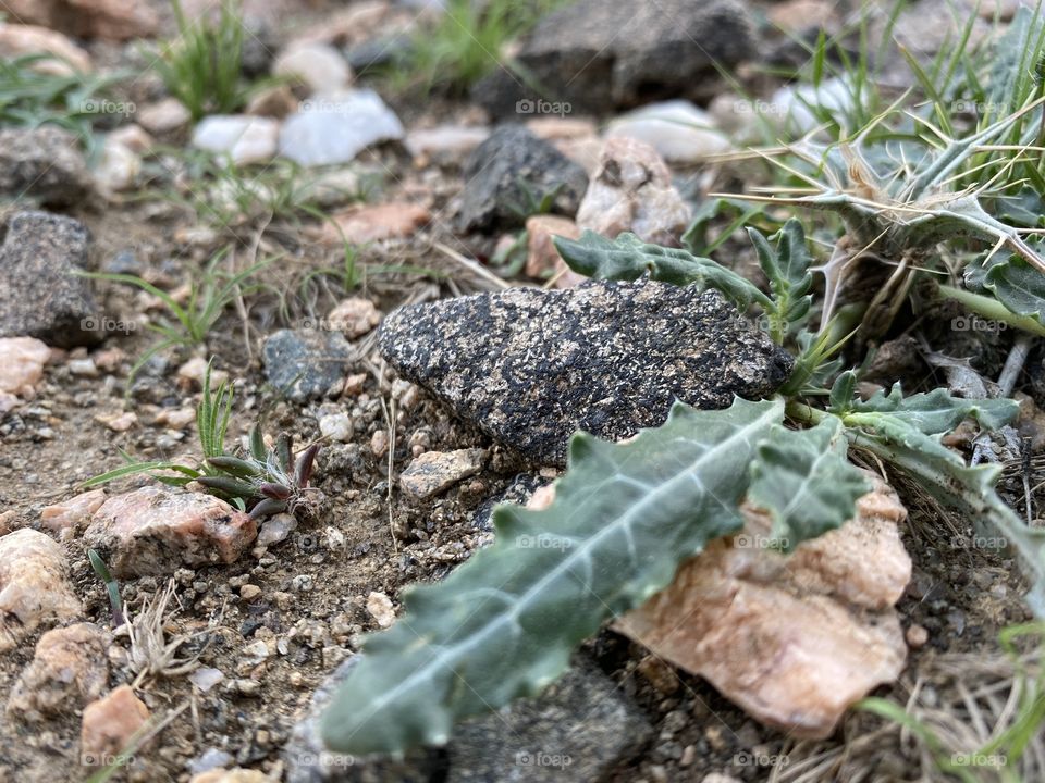 Taif mountains ⛰ rocks ,desert , amazing herbal 