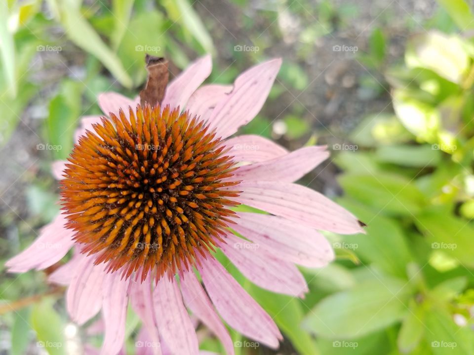 Echinacea