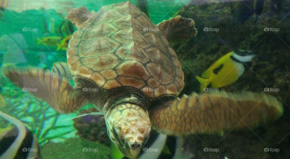 Japanese Turtle