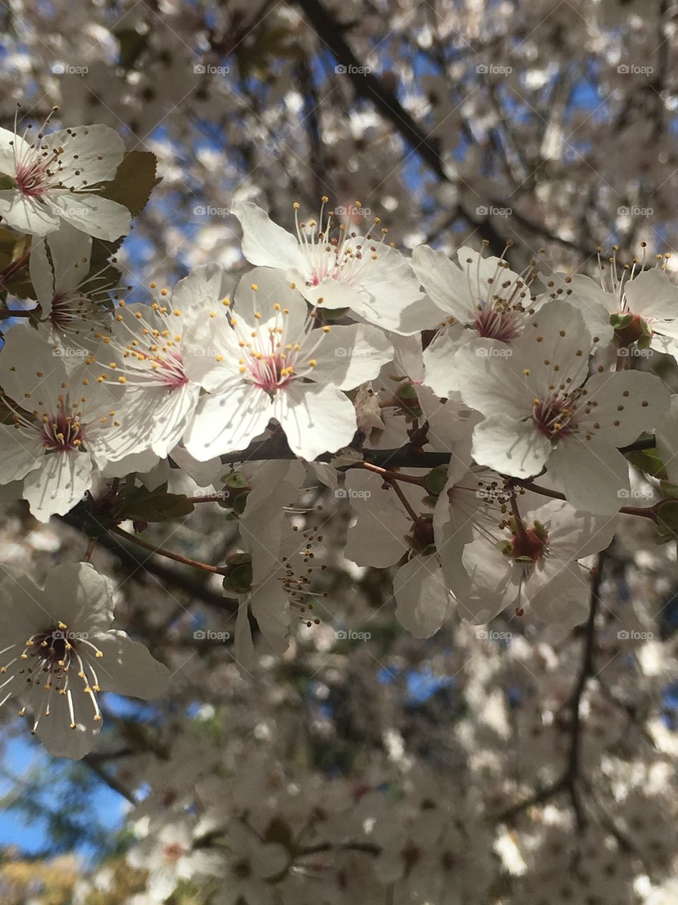 Almendros en flor en primavera