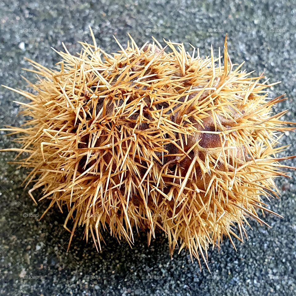 Chestnut cover outside in the nature close-up.