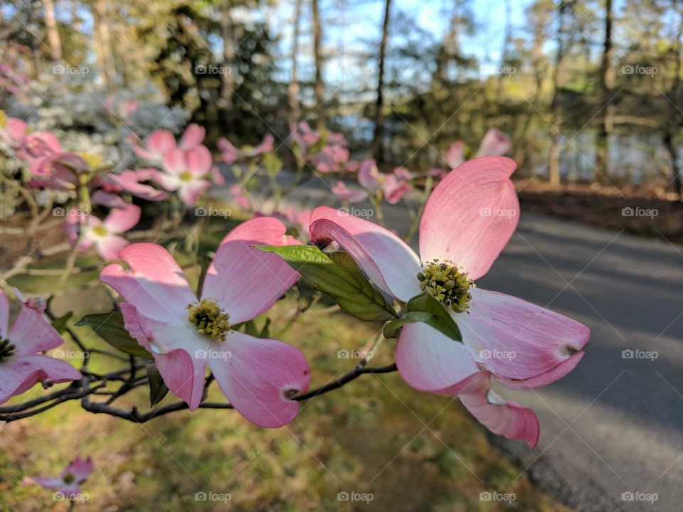 pink dogwood