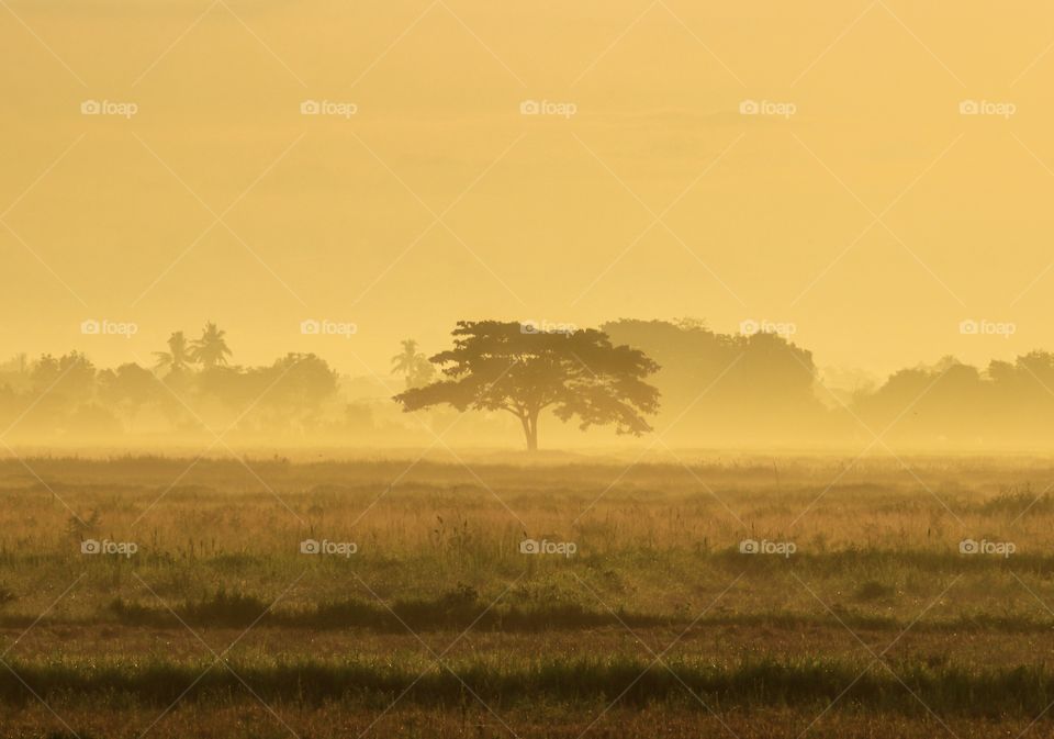 Alone Tree at the Fields during a foggy and Misty Sunrise. My Second Day of Capturing an Amazing Fogs and Misty morning during sunrise just right behind my Home in a Low Land and Tropical areas.