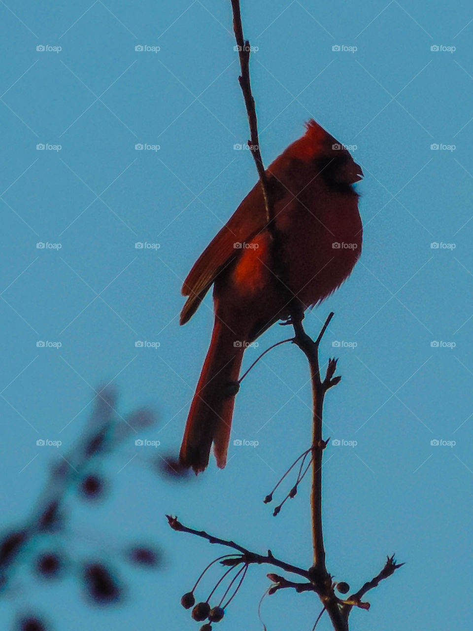 Cardinal