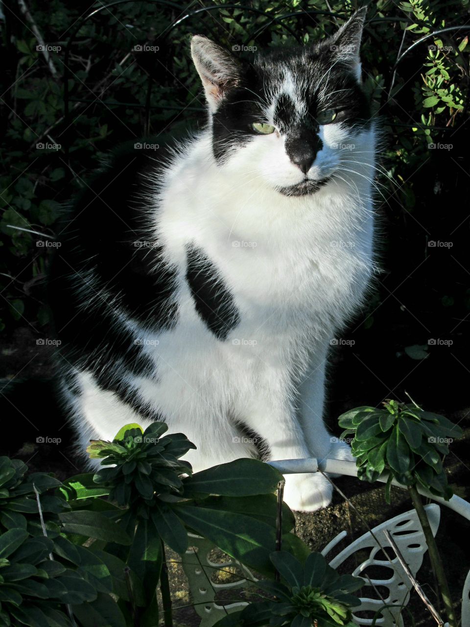 My next doors neighbours cat who is best friends with our cat🐈