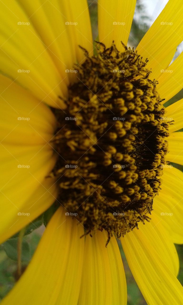 sunflower innards
