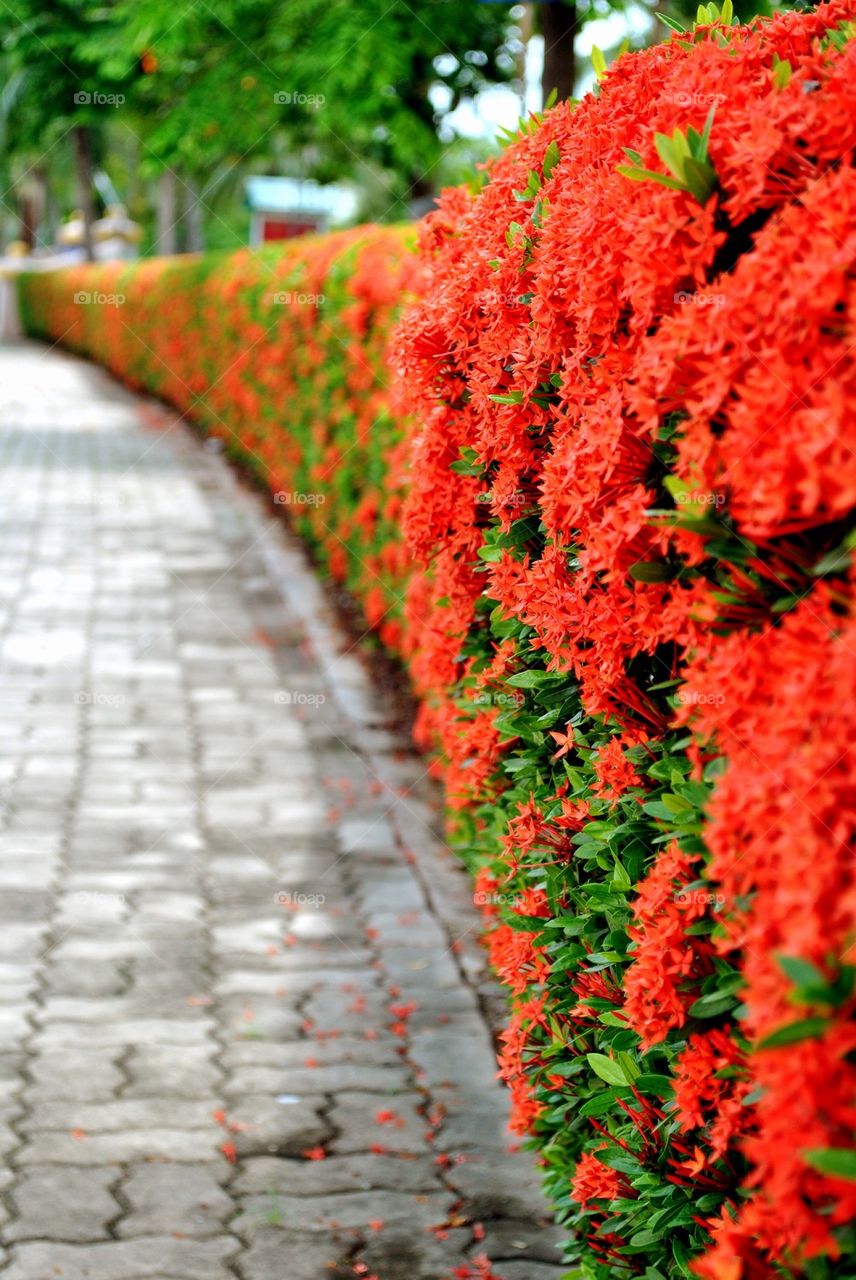 Spike flower in perspective